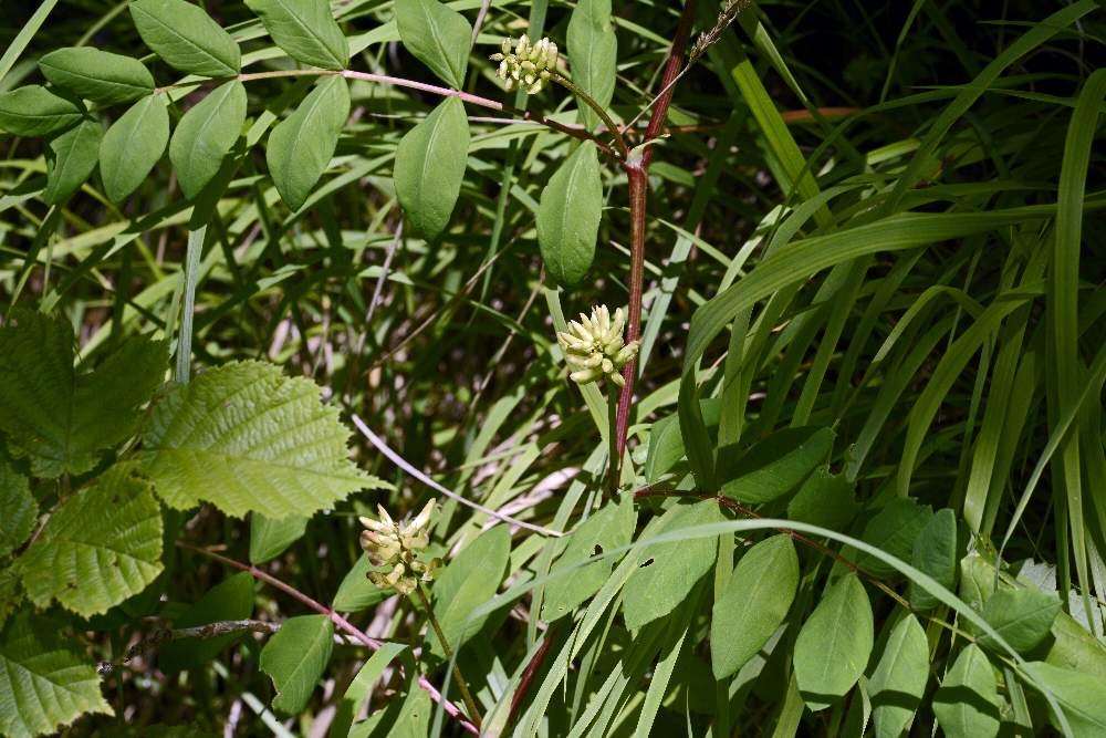 Astragalus da id