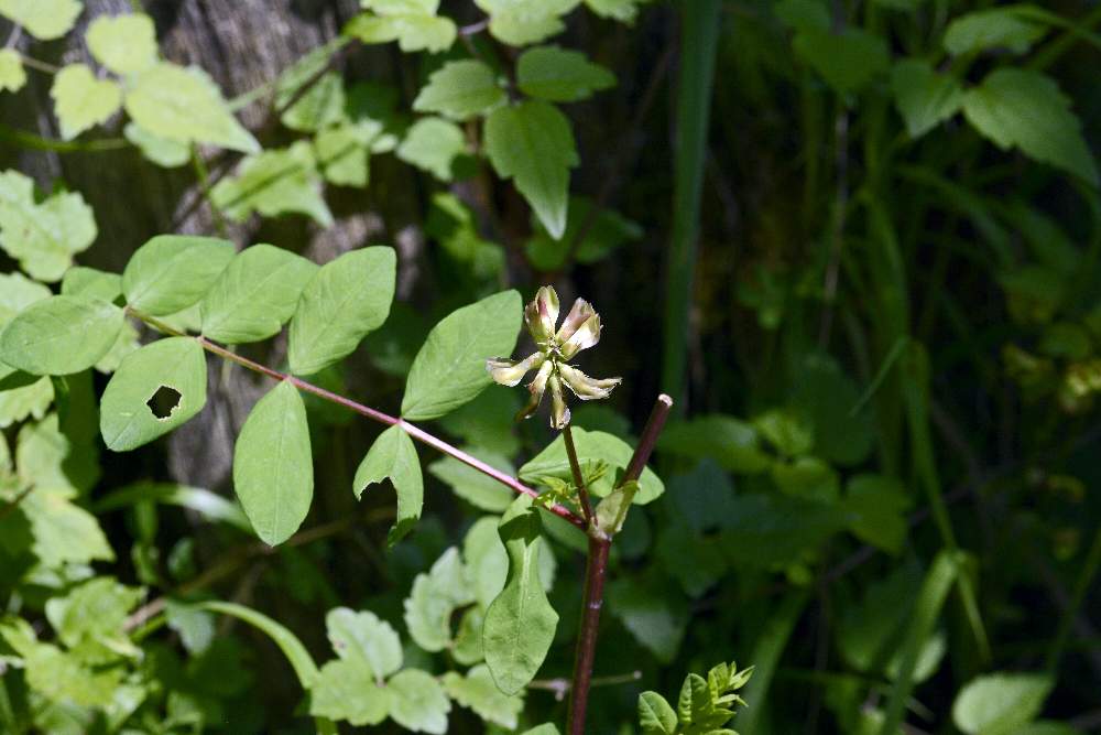 Astragalus da id