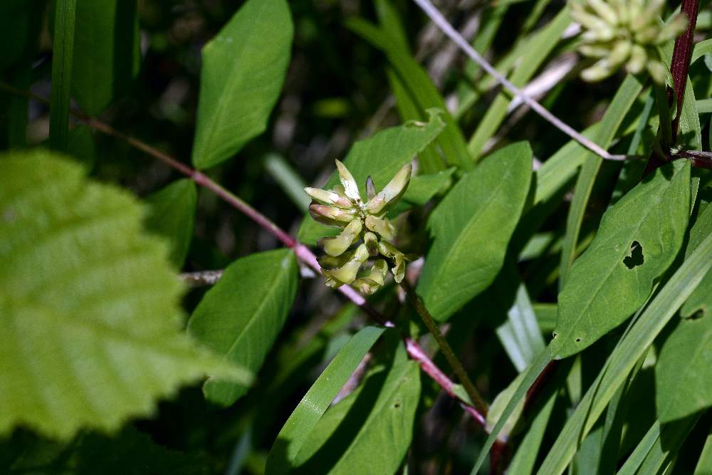 Astragalus da id