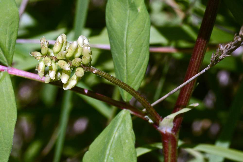 Astragalus da id