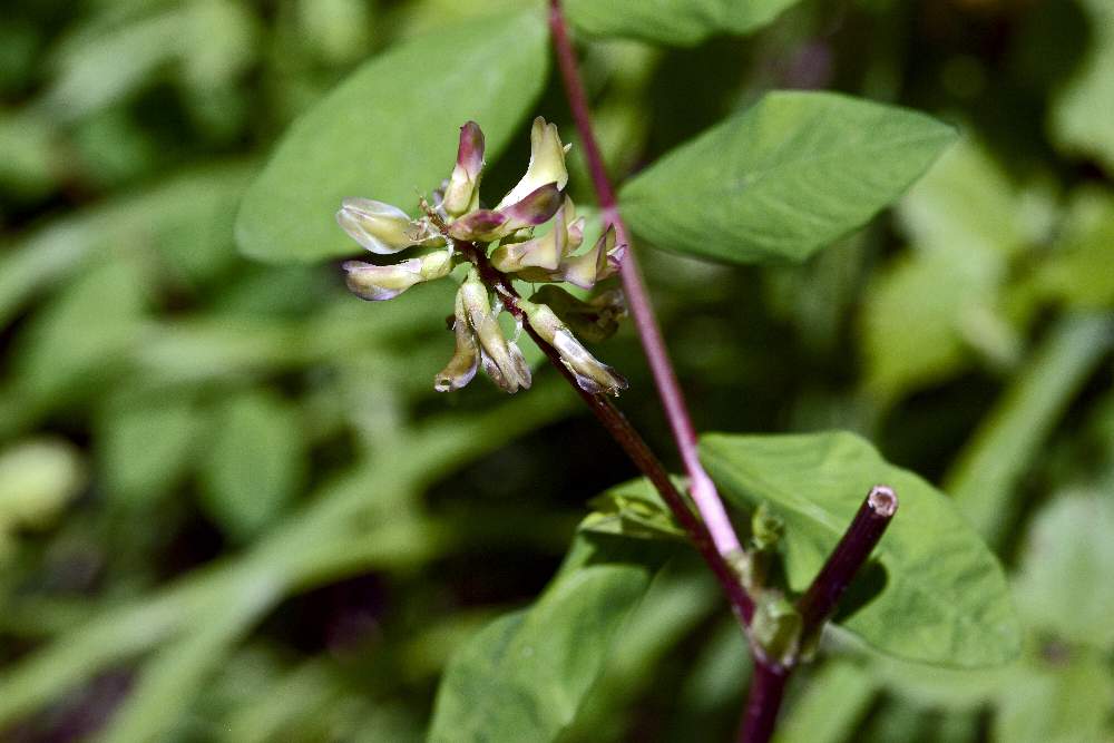 Astragalus da id