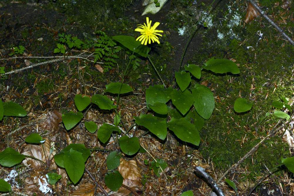 Hieracium sp.