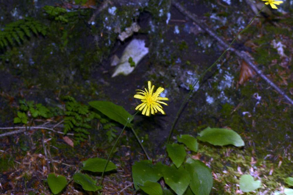 Hieracium sp.