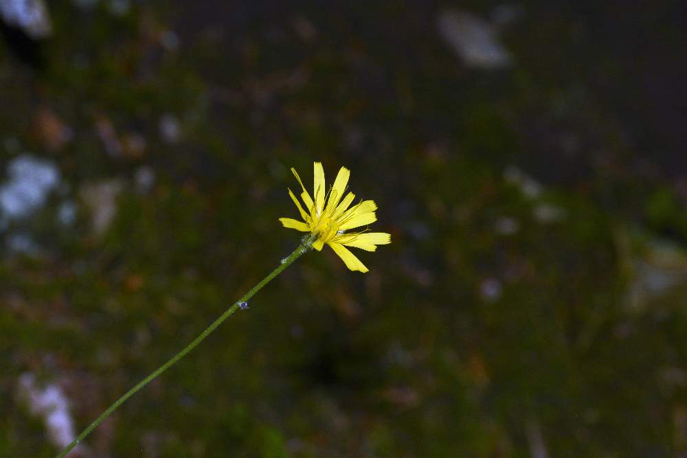 Hieracium sp.