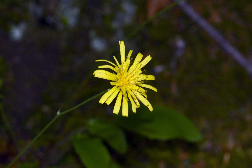 Hieracium sp.