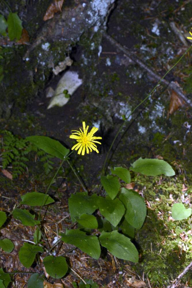 Hieracium sp.