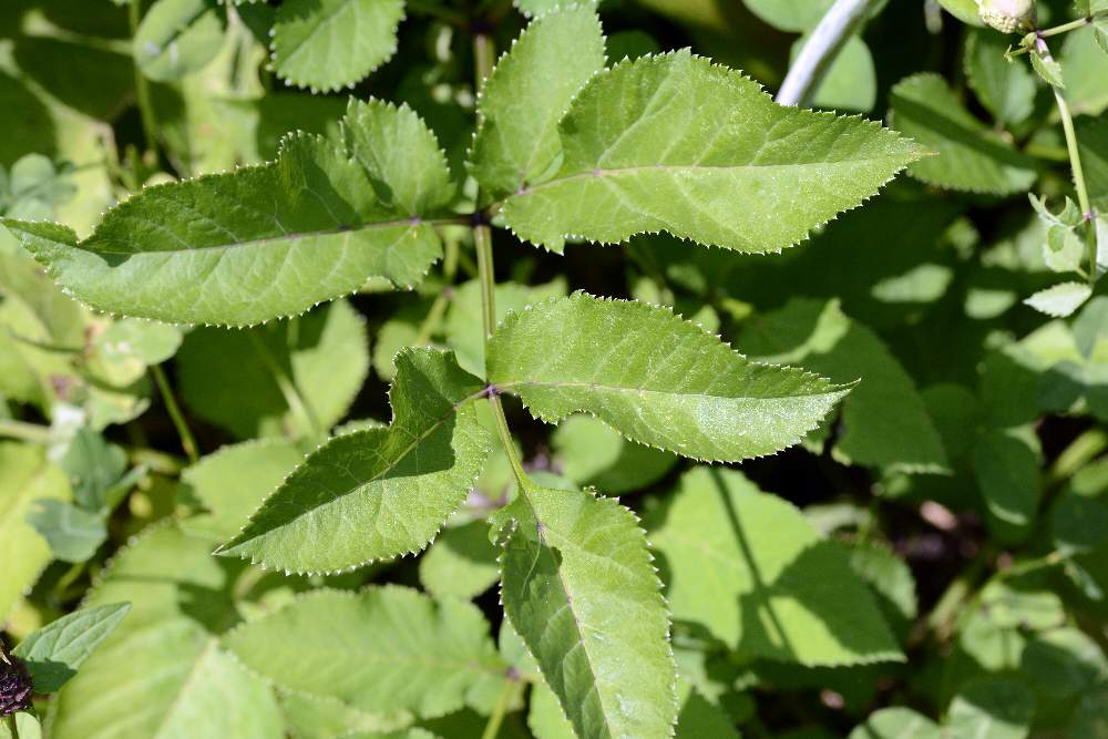 Angelica sylvestris