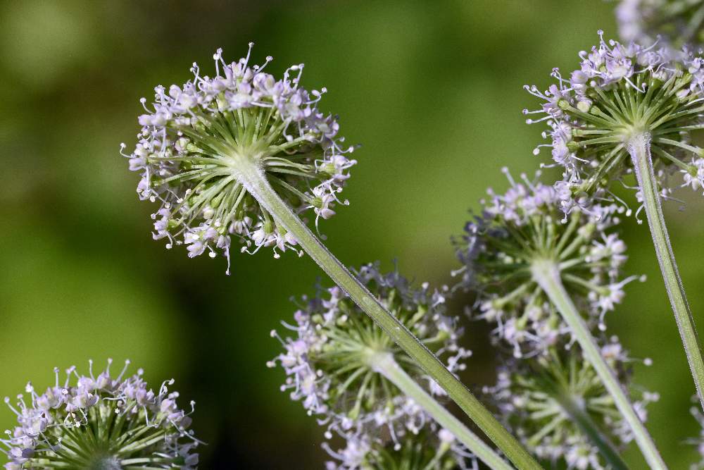 Angelica sylvestris