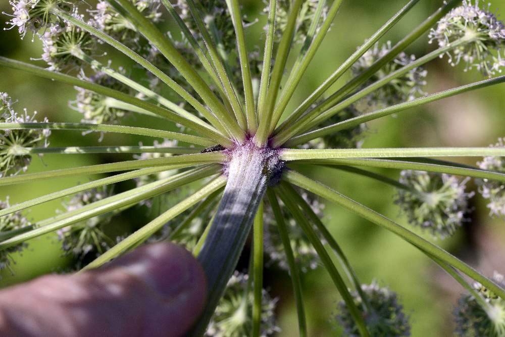 Angelica sylvestris