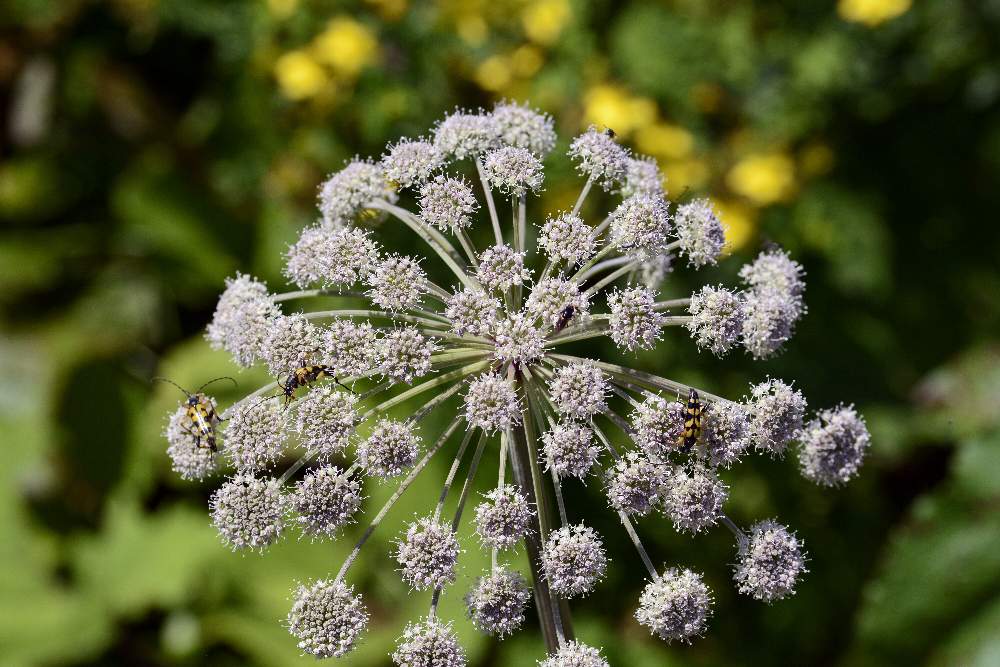 Angelica sylvestris