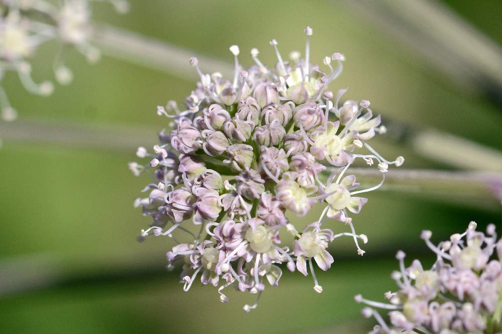 Angelica sylvestris