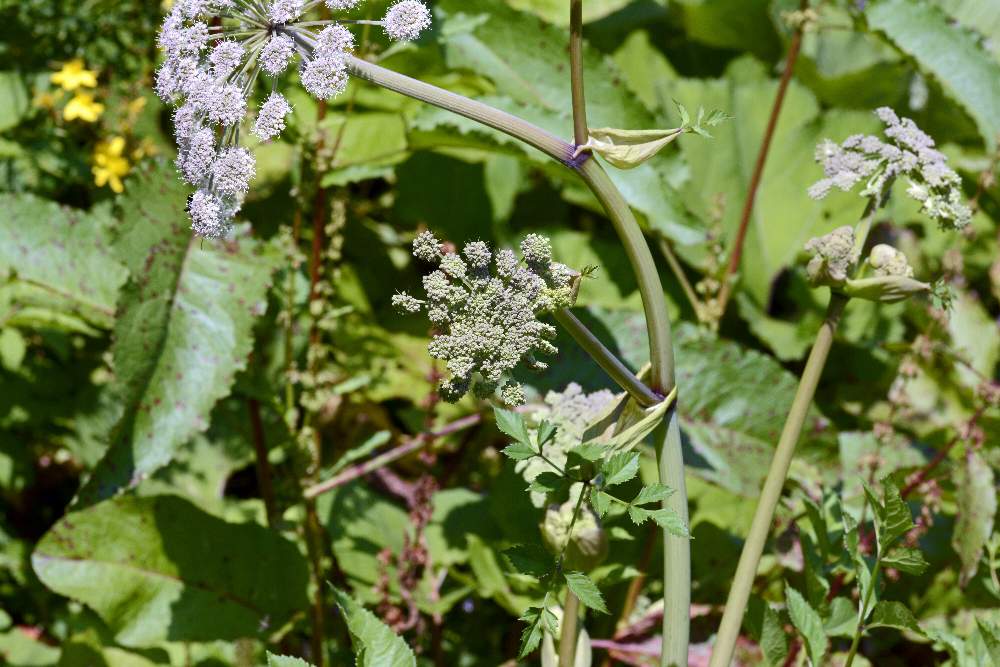 Angelica sylvestris