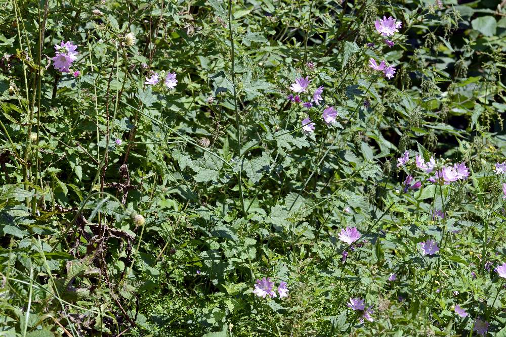 Malva alcea