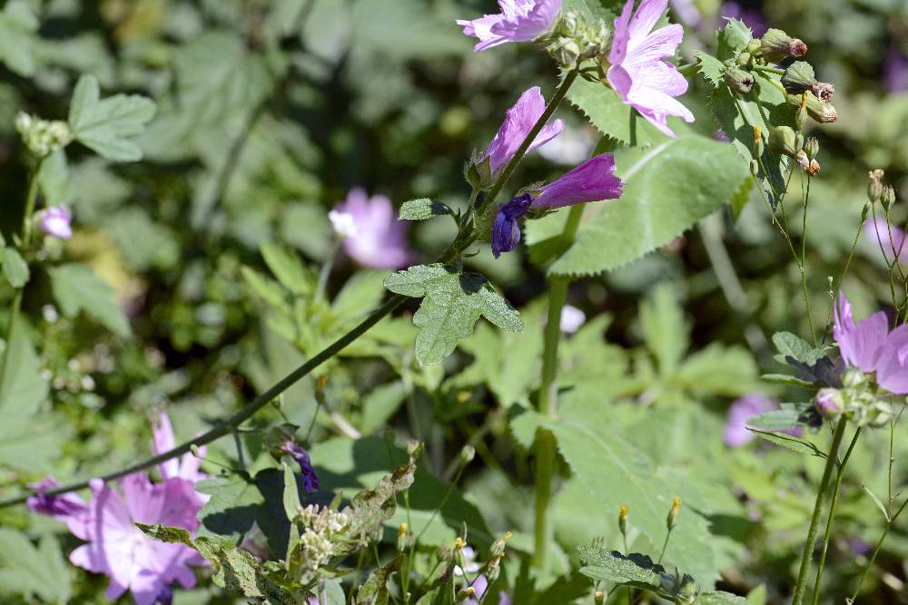 Malva alcea