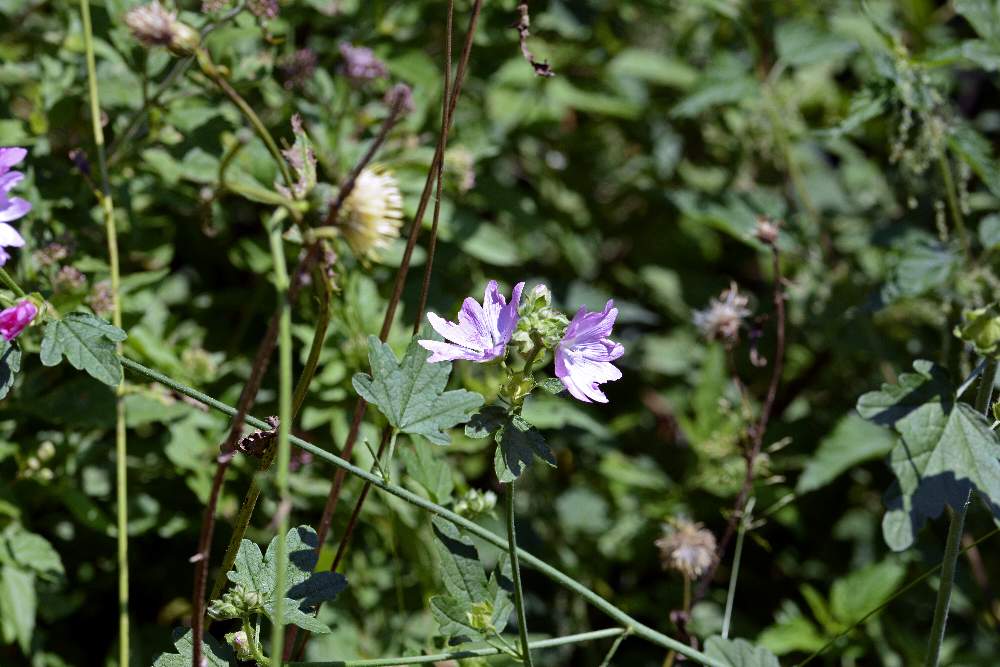 Malva alcea