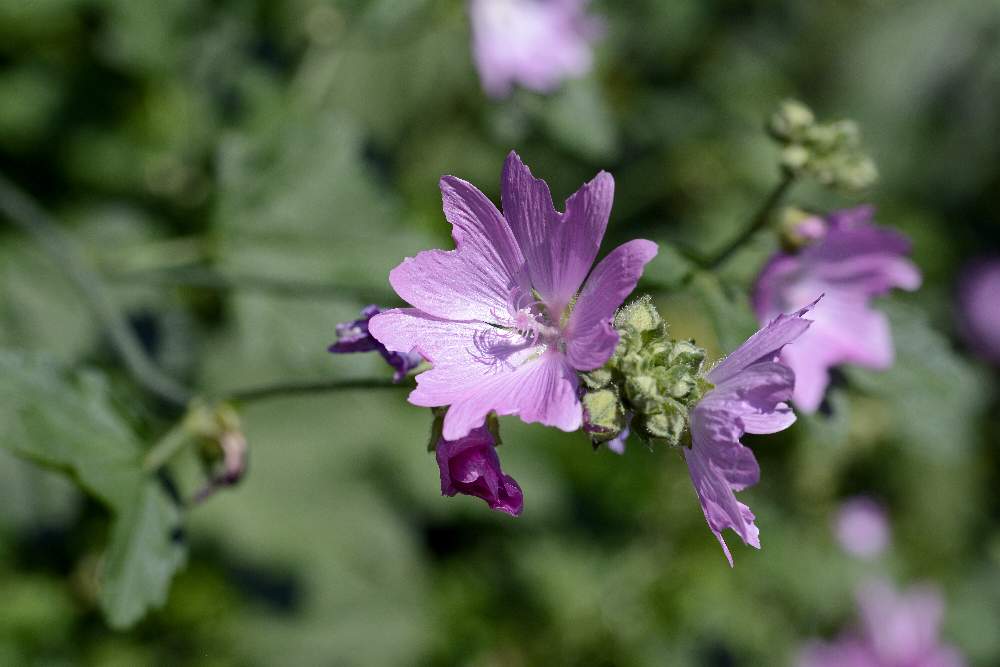 Malva alcea