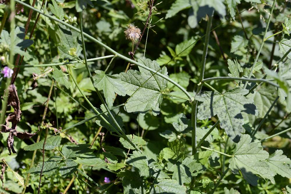 Malva alcea