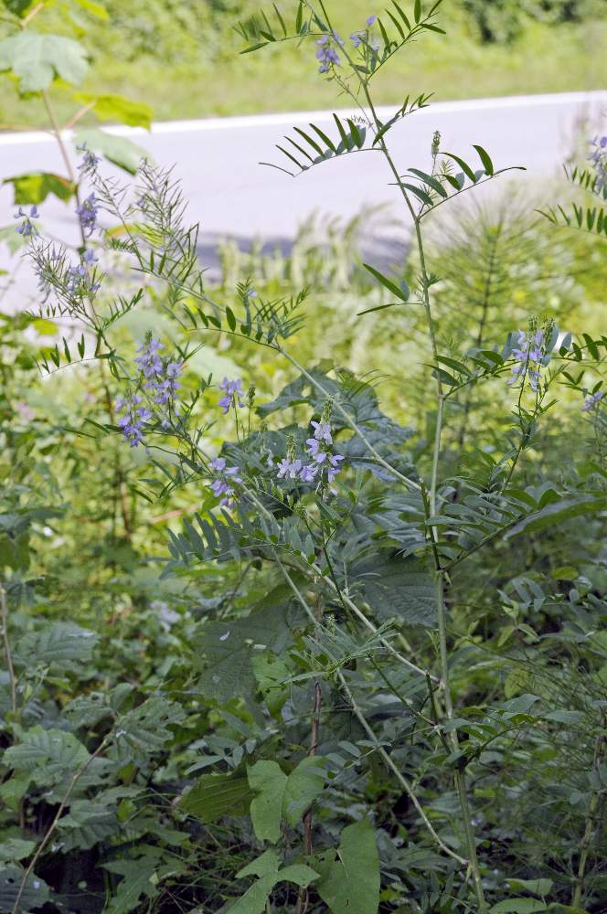 Galega officinalis / Capraggine