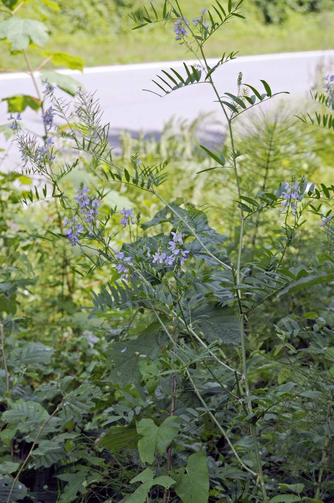 Galega officinalis / Capraggine