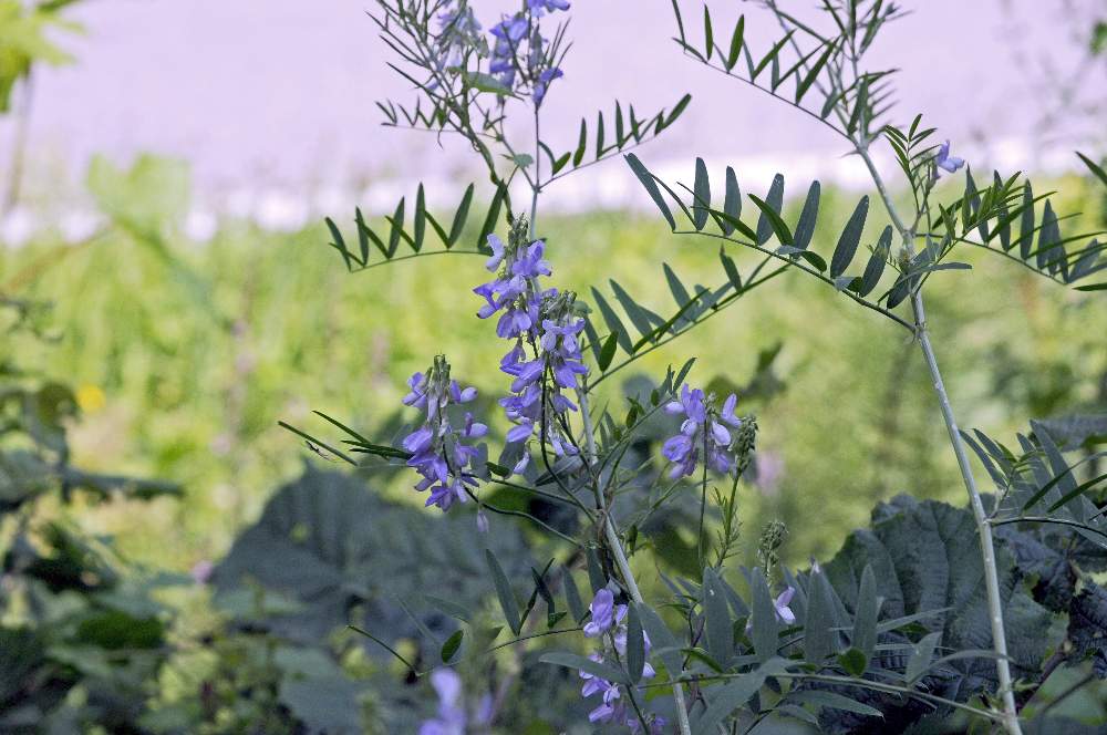 Galega officinalis / Capraggine