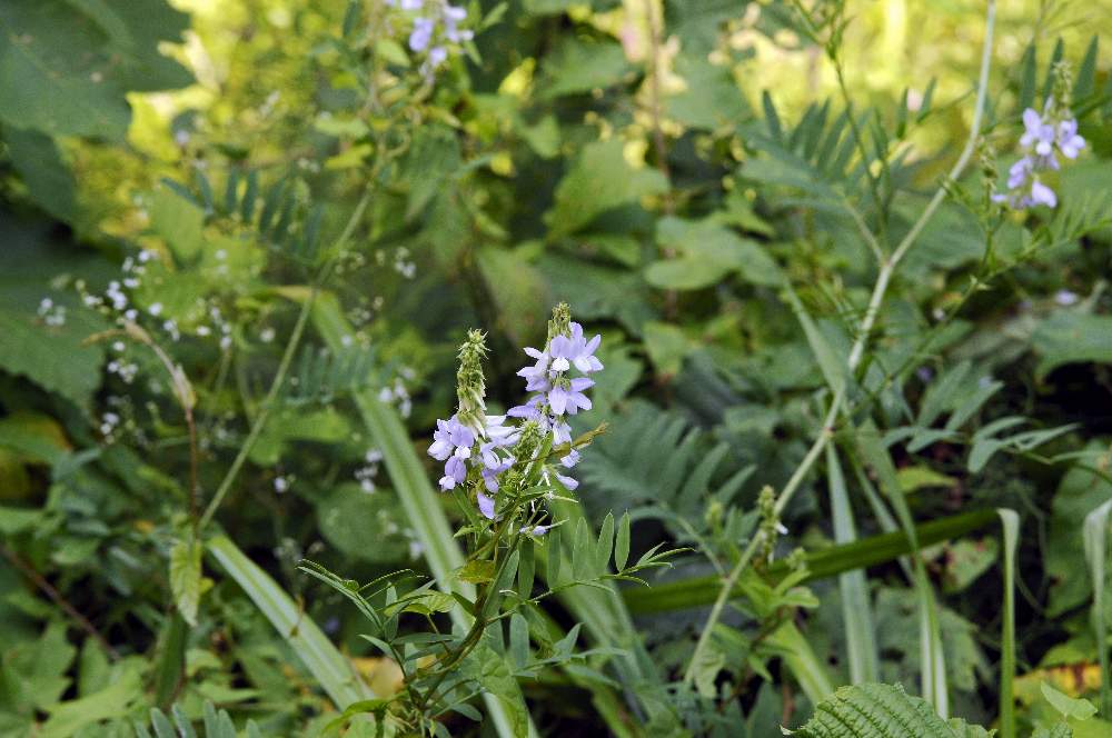 Galega officinalis / Capraggine