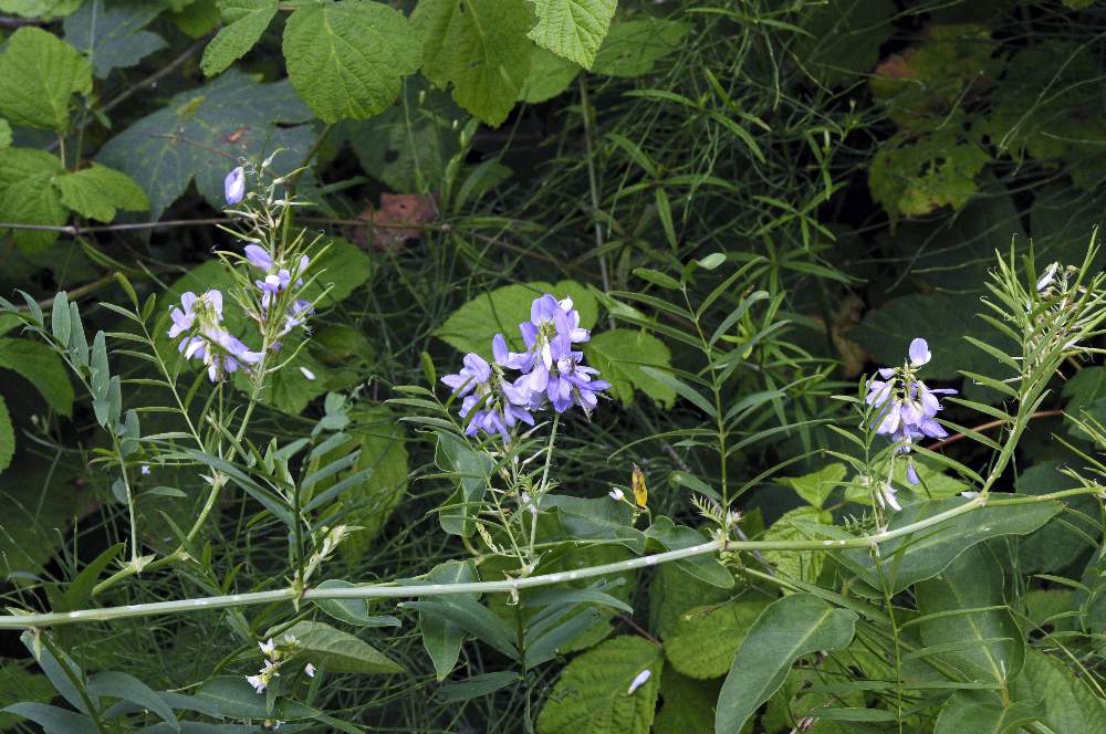 Galega officinalis / Capraggine