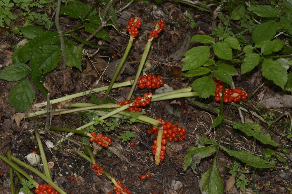 Bacche rosse, di Arum sp. (Araceae)