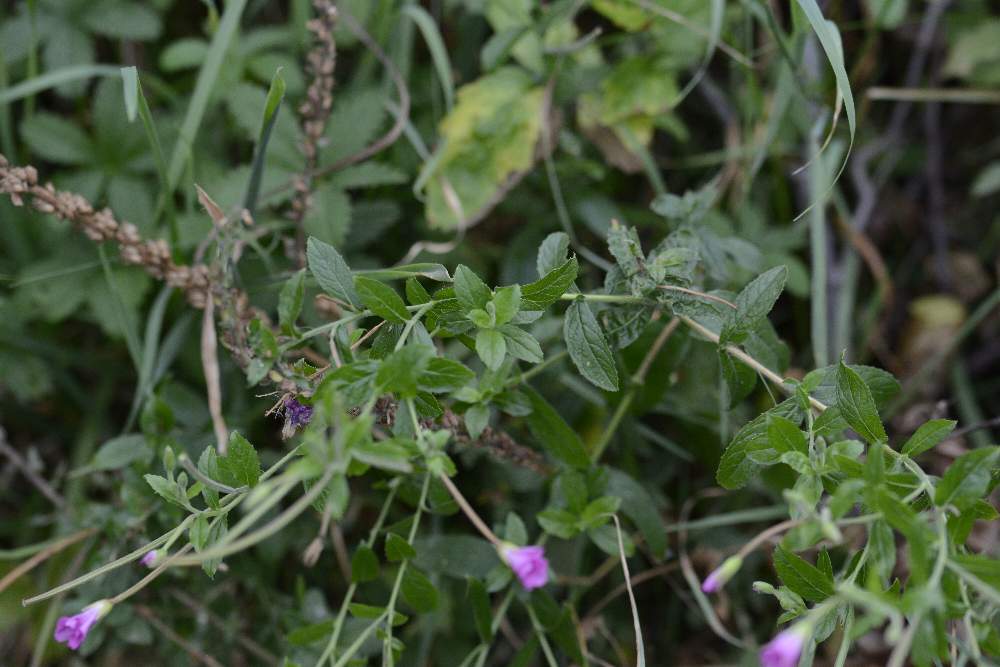 Epilobium da id.