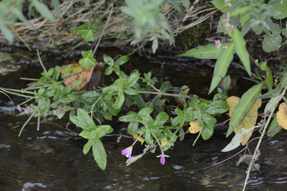 Epilobium da id.