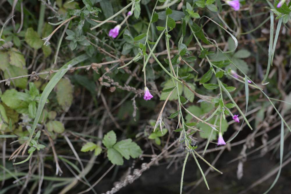 Epilobium da id.