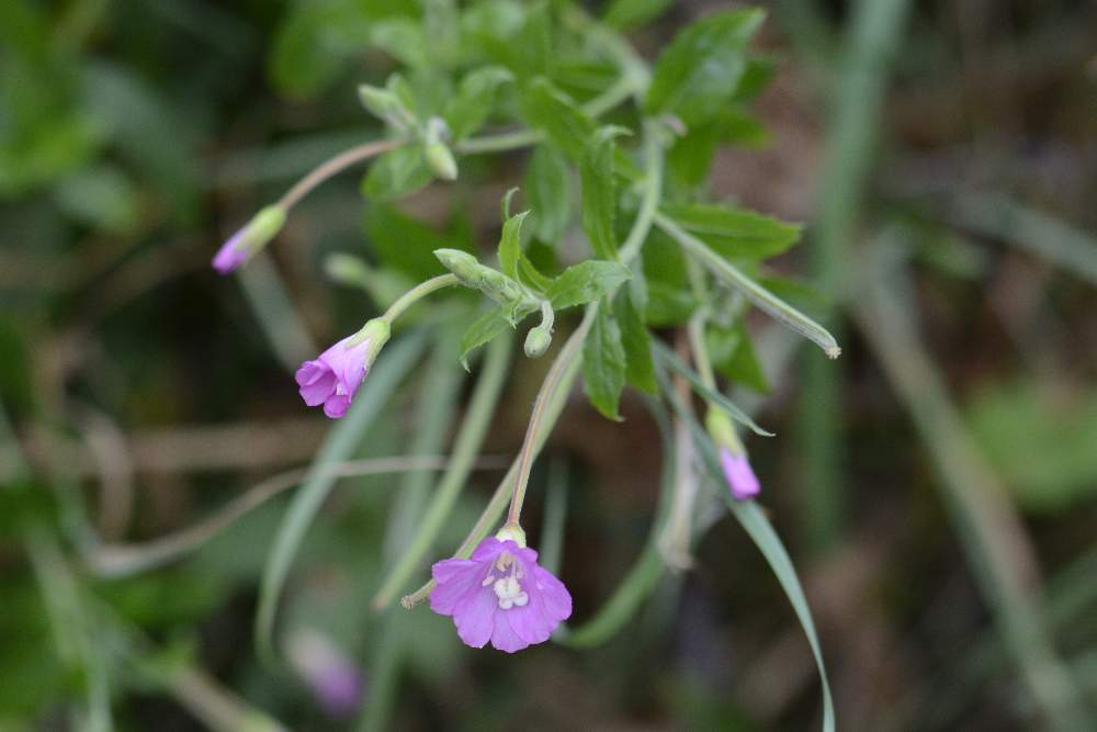 Epilobium da id.