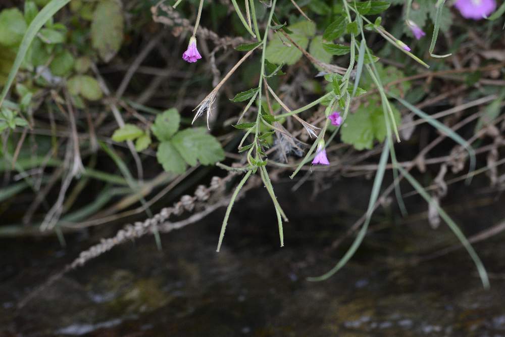 Epilobium da id.