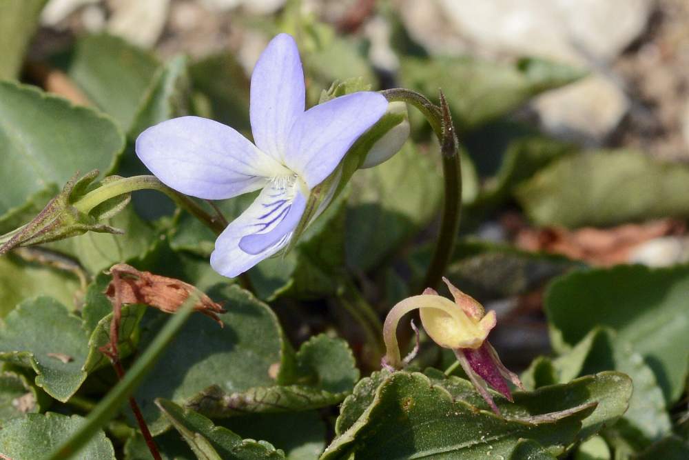 Viola da Id.