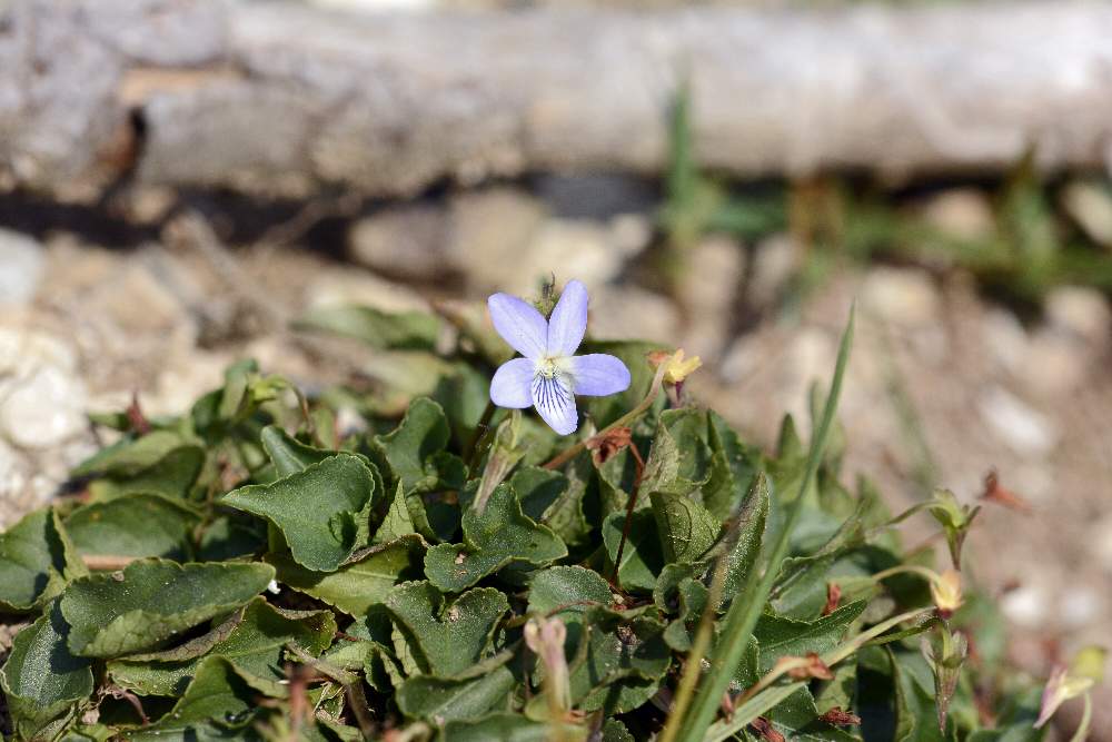 Viola da Id.