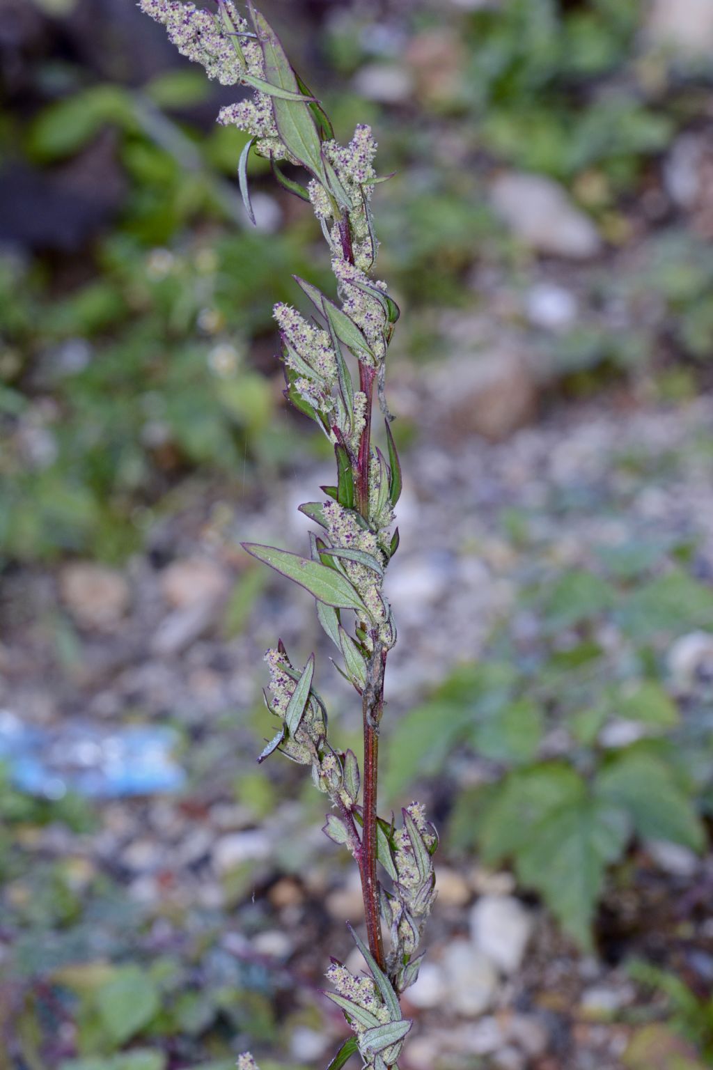 Chenopodiaceae:  Chenopodium gr. album