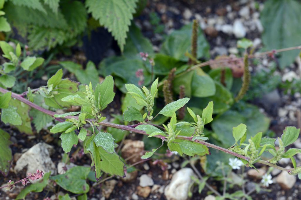 Chenopodiaceae:  Chenopodium gr. album