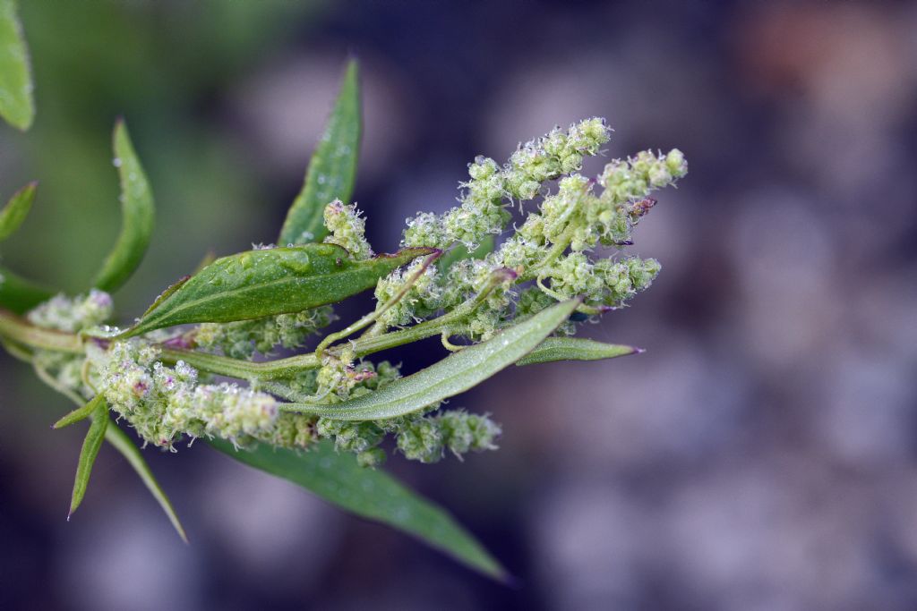 Chenopodiaceae:  Chenopodium gr. album