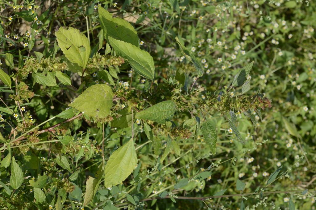 Acalypha virginica / Acalifa della Virginia