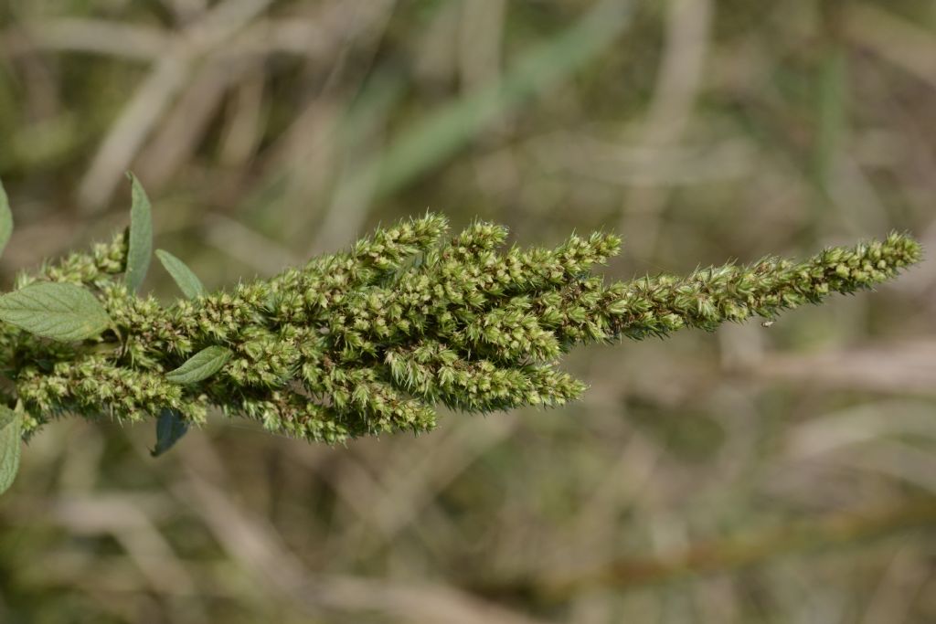Amaranthus sp.