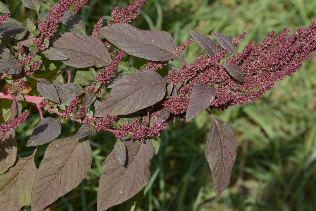 Amaranthus sp.