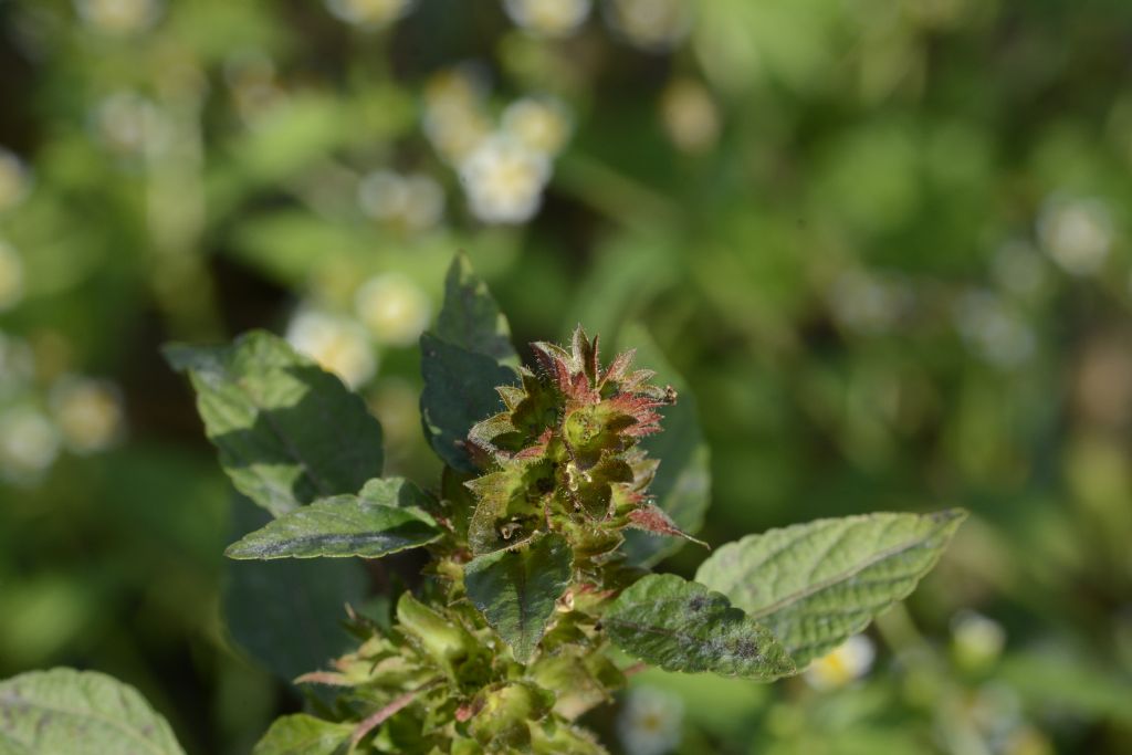 Acalypha virginica / Acalifa della Virginia