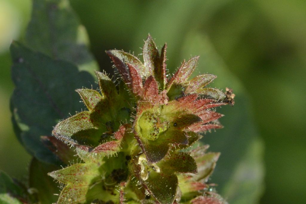 Acalypha virginica / Acalifa della Virginia