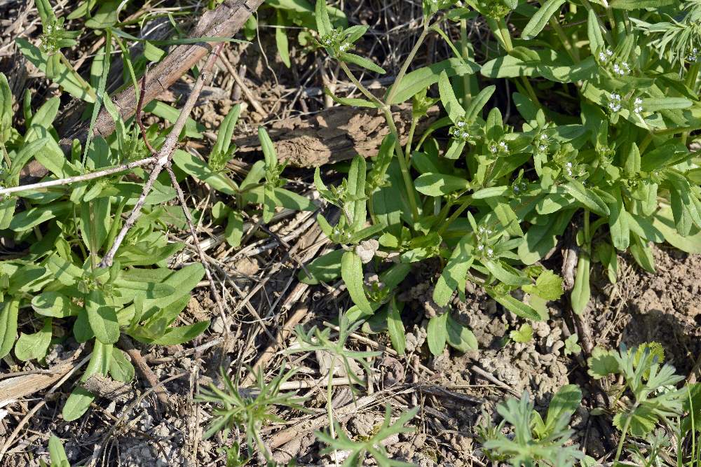 A me sconosciuto. - Valerianella sp.