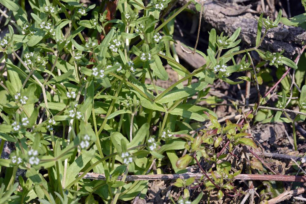 A me sconosciuto. - Valerianella sp.