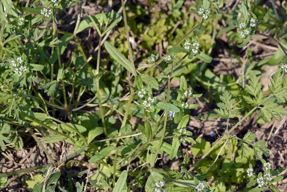 A me sconosciuto. - Valerianella sp.