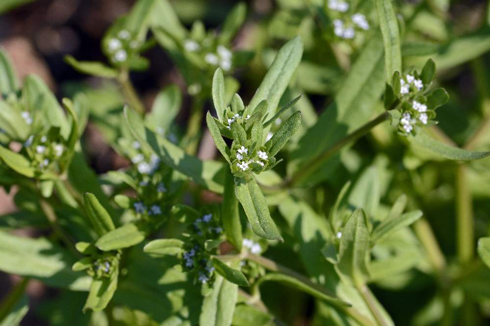 A me sconosciuto. - Valerianella sp.