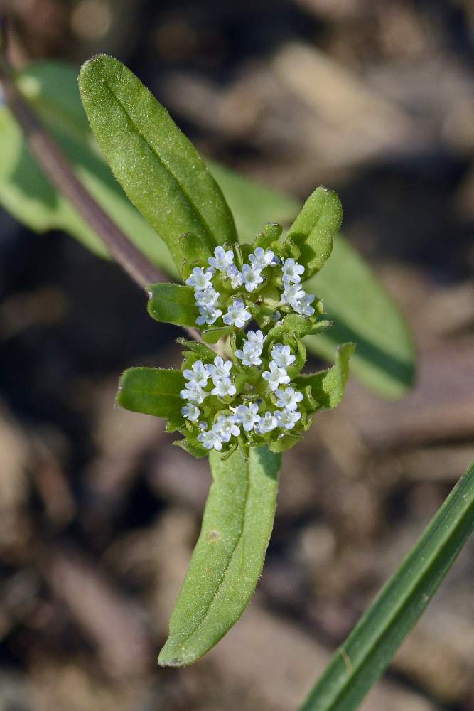 A me sconosciuto. - Valerianella sp.