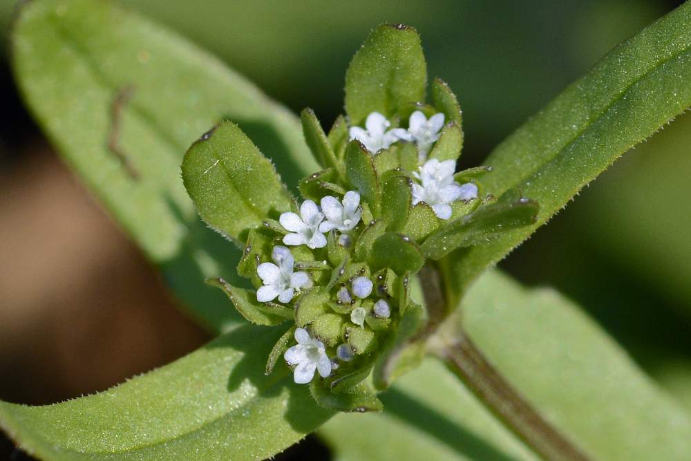A me sconosciuto. - Valerianella sp.