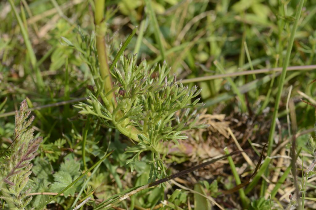 Jacobaea abrotanifolia
