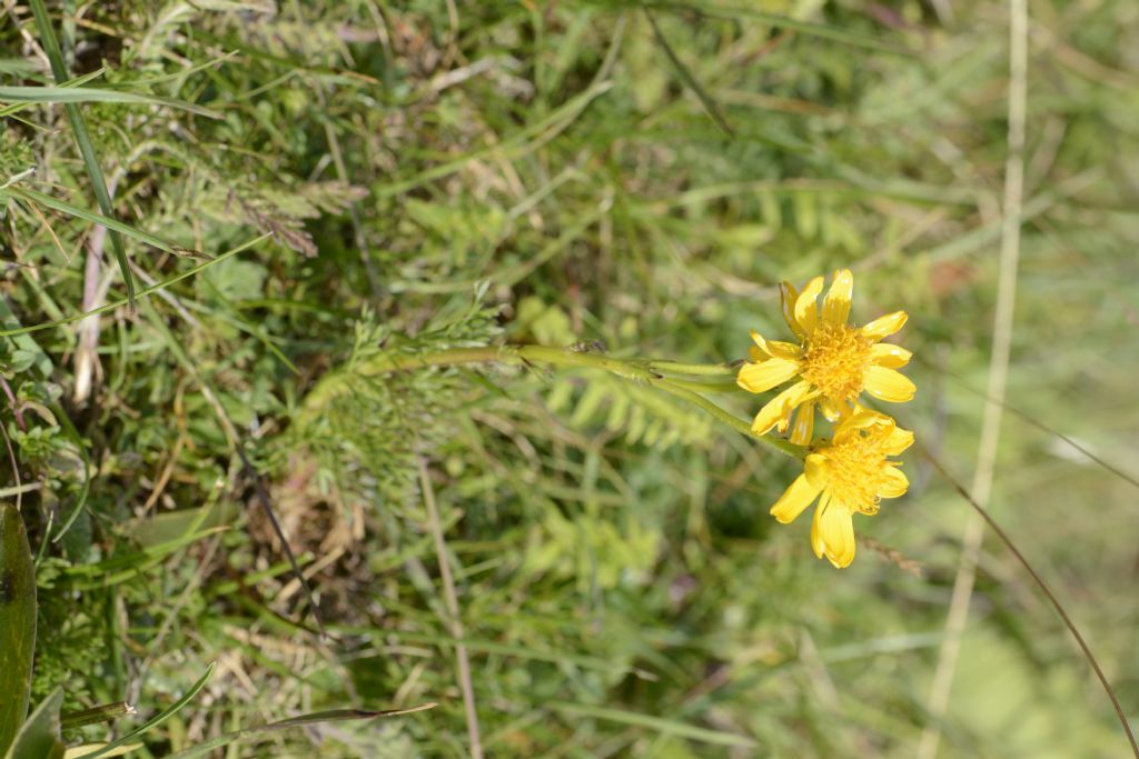 Jacobaea abrotanifolia